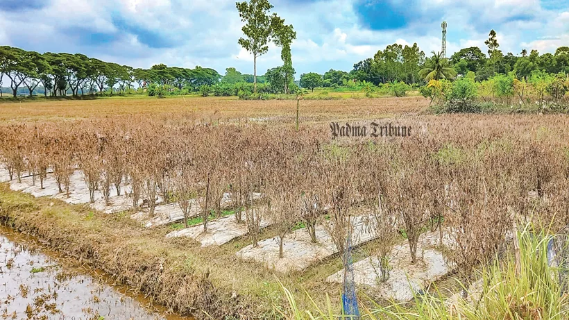 বন্যার ক্ষতিতে ৬ জেলার ৪০ হাজার হেক্টর জমির ফসল, দিশেহারা কৃষকেরা
